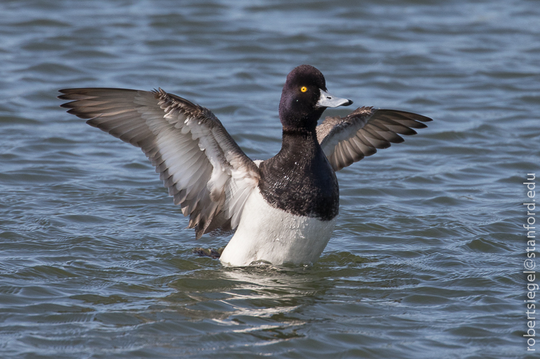 shoreline park